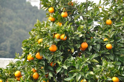 Orange tree near the Douro in Portugal