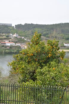 Orange tree near the Douro in Portugal