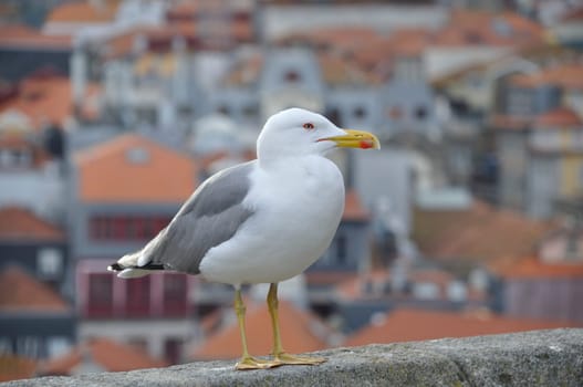 Gull on a wall in Porto