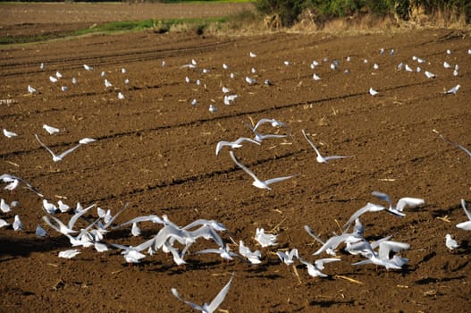 Seagull in a plowed field