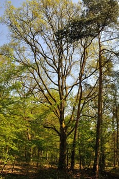 The Communal forest of Saint-Pierre-Les-Elbeuf