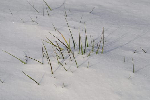 Blade of grass in the snow