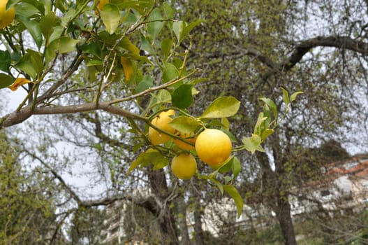 Lemon tree near the Douro in Portugal