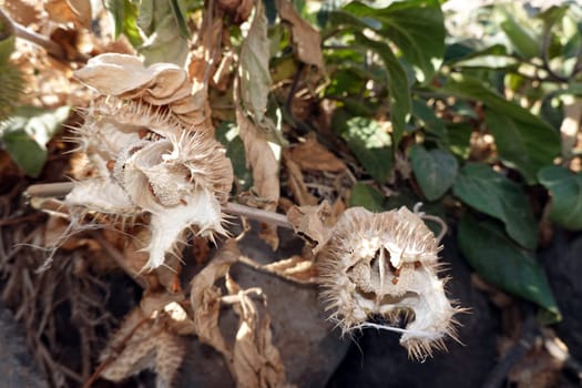 Gemeiner Stechapfel, Weißer Stechapfel (Datura stramonium) - Samenkapsel, Fuerteventure, Spanien, Morro Jable