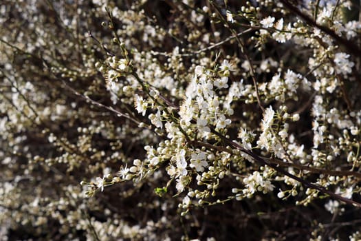 Schlehe, Schwarzdorn (Prunus spinosa) - blühender Strauch