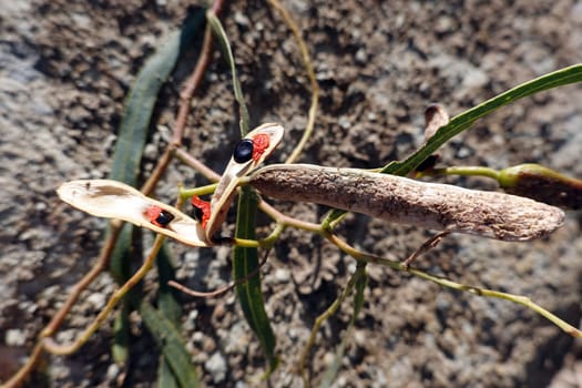 Weiden-Akazie (Acacia salicina) - Zweig mit Samenschote, Fuerteventura, Morro jable