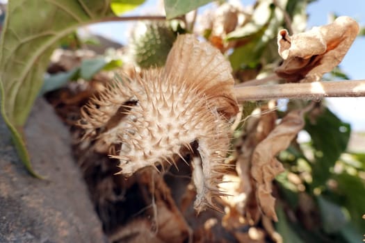 Gemeiner Stechapfel, Weißer Stechapfel (Datura stramonium) - Samenkapsel, Fuerteventure, Spanien, Morro Jable
