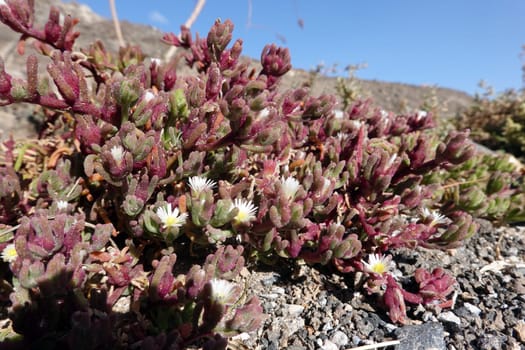 Salzpflanze Mesembryanthemum nodiflorum - blühende Pflanze, Fuerteventura, Spanien, Morro Jable