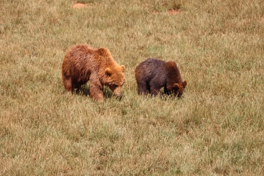 beautiful big wild brown bear dangerous Spanish claws