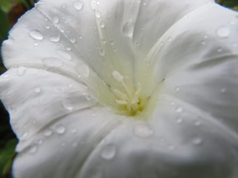 beautiful wet white flower with natural macro detail