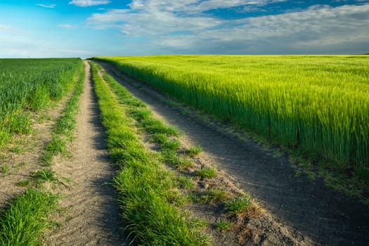 A long dirt road by a green field, Staw, Lubelskie, Poland
