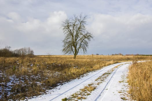 Tree on the meadow and dirt road covered with snow, Zarzecze, Lubelskie, Poland