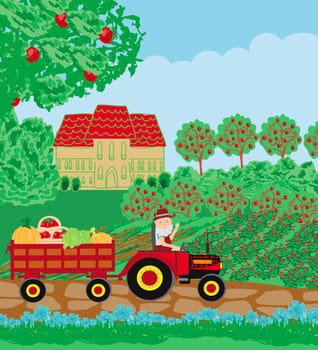 The Farmer on a Tractor Rides in the field with crops