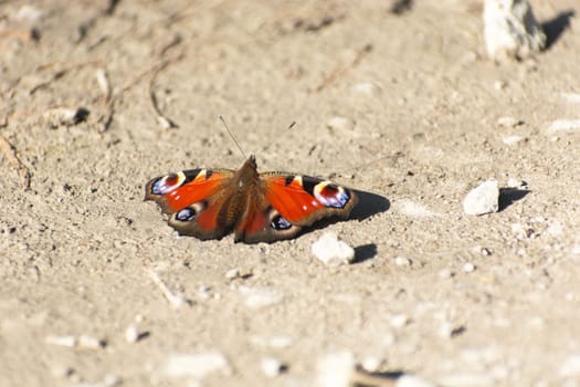 Aglais io basking in the sun, autumn day