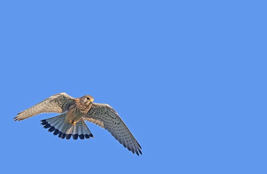 Kestrel Falco tinnunculus in shaking flight