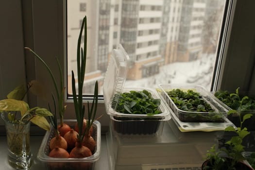 reen seedlings on the windowsill by the window in winter