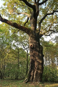 big mighty oak in autumn Leaves Changing Colour