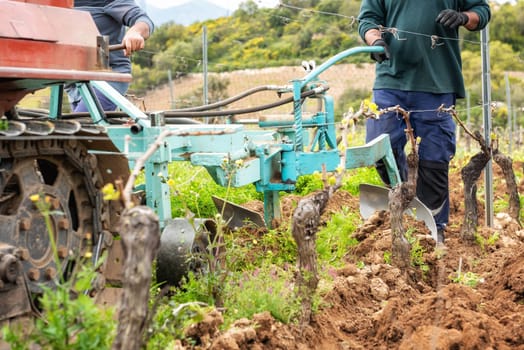 Farmer drives the plow while plowing the vineyard with the crawler tractor. Agricultural industry, winery.