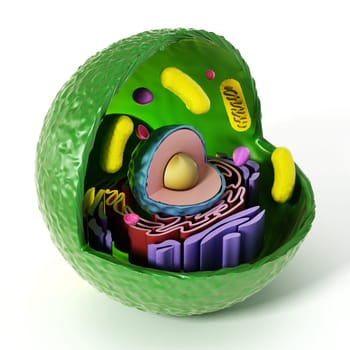 Animal cell anatomy isolated on white background. 3D illustration.