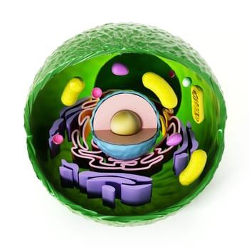 Animal cell anatomy isolated on white background. 3D illustration.