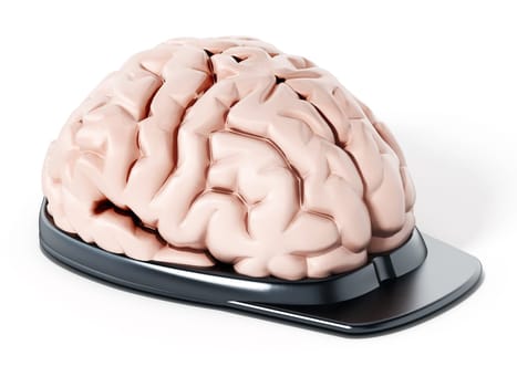 Human brain on security cap. 3D illustration.
