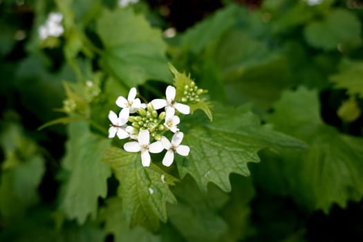 Knoblauchsrauke (Alliaria petiolata), auch Knoblauchskraut, Lauchkraut oder Knoblauchhederich - blühende Pflanze, Nordrhein-Westfalen, Deutschland