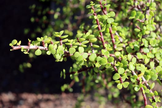 Jadebaum ( Portulacaria afra), auch Speckbaum oder Elefantenbaum, Fuerteventura, Spanien