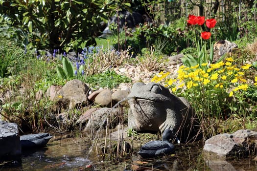 naturnaher Garten mit Wasser speindem Frosch am Gartenteich, Nordrhein-Westfalen, Deutschland
