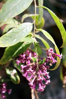Lila Hammerstrauch (Cestrum x cultum), Kreuzung aus Cestrum parqui x Cestrum elegans, Fuerteventura, Spanien