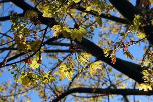 Spitz- Ahorn (Acer platanoides) Blüten und junge Blätter, Nordrhein-Westfalen, Deutschland, Weilerswist