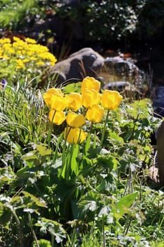 gelbe Tulpen im naturnahen Garten, im Hintergrung ein Wasser speiender Frosch aus Stein am Gartenteich, Nordrhein-Westfalen, Deutschland