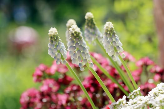 Traubenhyazinthe (Muscari sp.) Hybride
