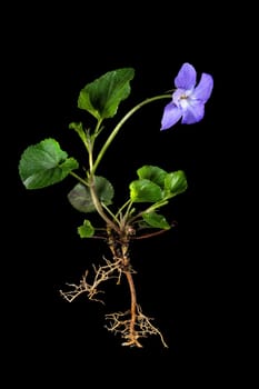 Whole blue violet plant with roots and flower isolated on black