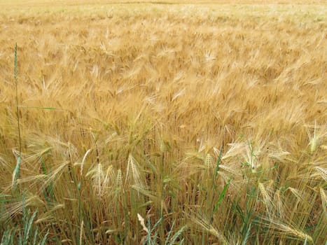 Field with ripe barley in summer