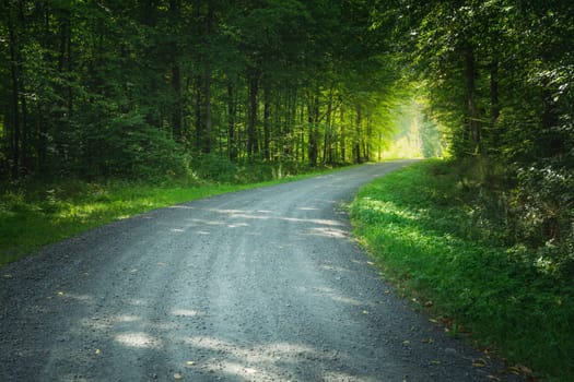 A gravel road through a green deciduous forest, summer view