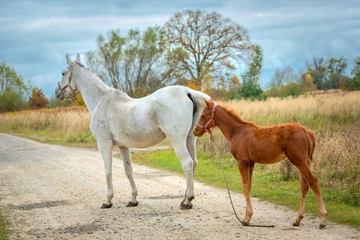 The white mare and the brown foal stand on the dirt road, October day