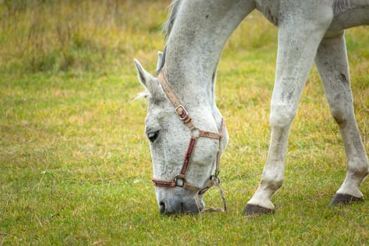 Leaning white horse eating grass in a pasture, October day
