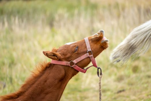 A neat brown foal in the pasture, October day