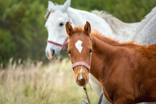 A brown colt and a white adult horse, October day