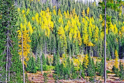 Autumn Forest in Slovakian Mountains