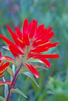 Close up of the Indian Paintbrush