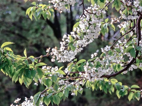 Cherry tree blooming in the garden