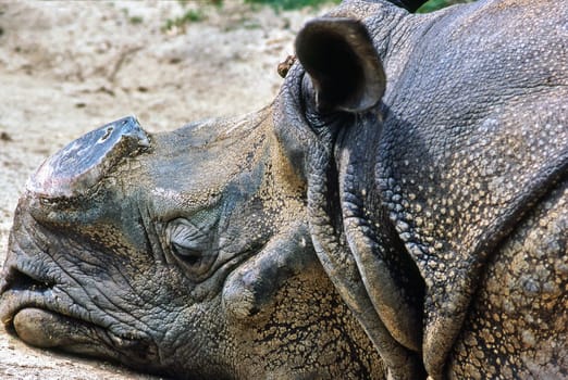 Rhinoceros with horn cut off