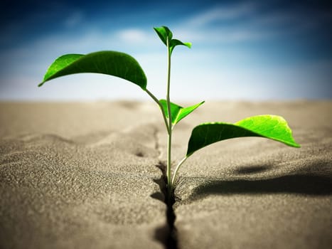 Sprout growing on the desert. 3D illustration.