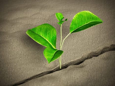 Sprout growing on the desert. 3D illustration.