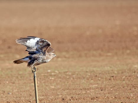 Buzzard Buteo buteo in agricultural landscape