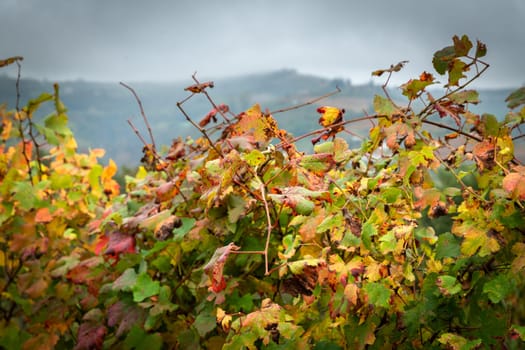 Barolo wine region, Langhe, Piedmont, Italy