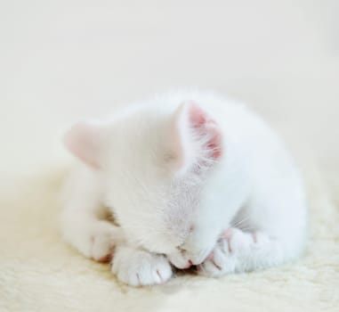 Beautiful white little kitten on the white wool background. shallow DOF.