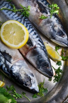 Mackerels seved on silver plate with lemon