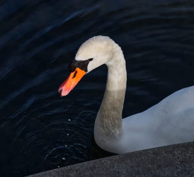 Portrait of a sunlit swan with droplets of water on the feathers and dropping in a row in the water